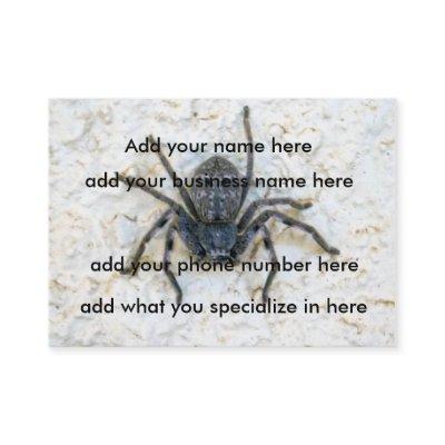 Big  Female Huntsman Spider