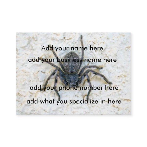 Big  Female Huntsman Spider