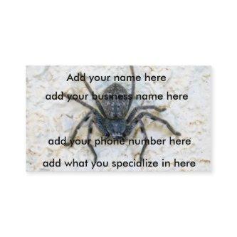 Big  Female Huntsman Spider