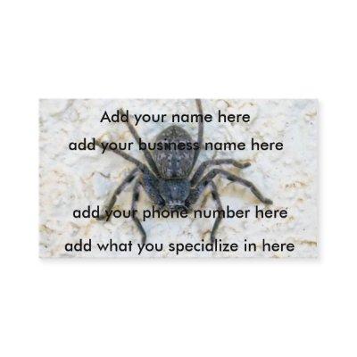 Big  Female Huntsman Spider