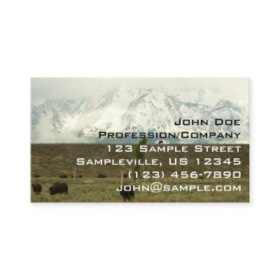 Bison at Grand Teton National Park Photography