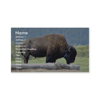 Bison