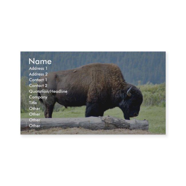 Bison