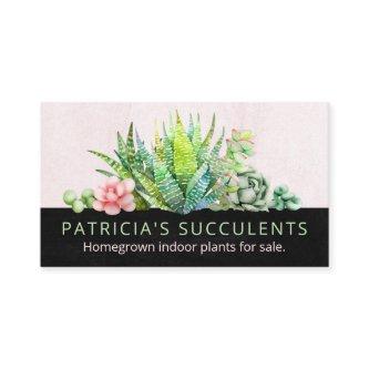 Black And Blush Pink Homegrown Succulent Plant