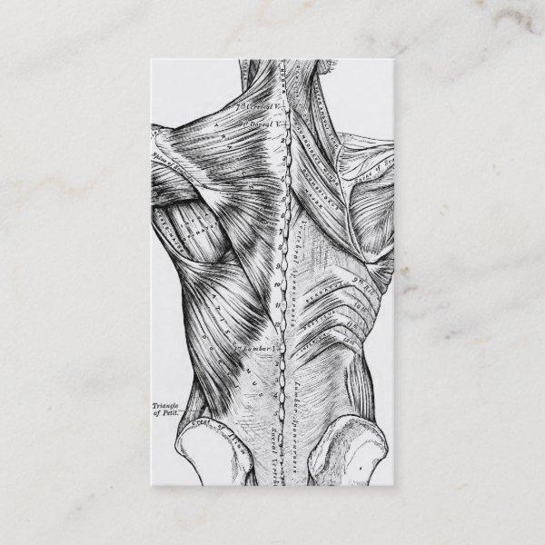 Black and White Anatomy Art Back Muscles (1890)