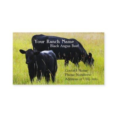 Black Angus Cattle Grazing in Field