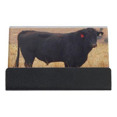 Black Angus Steer Grazing with its Herd Desk  Holder