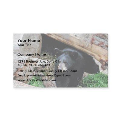 Black Bear