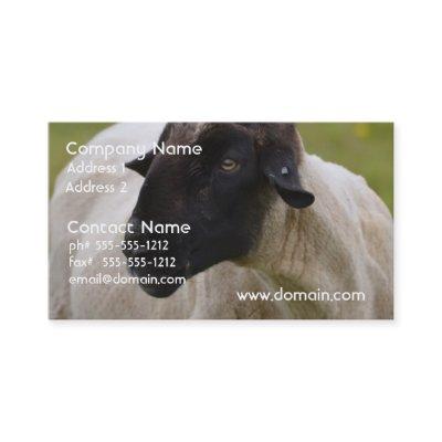 Black Faced Sheep