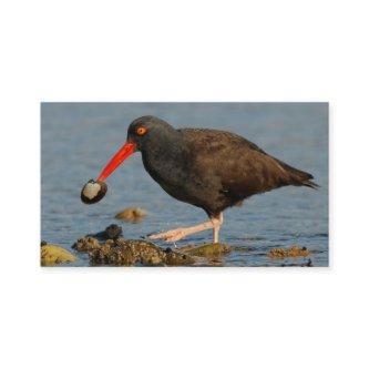 Black Oystercatcher with Clam