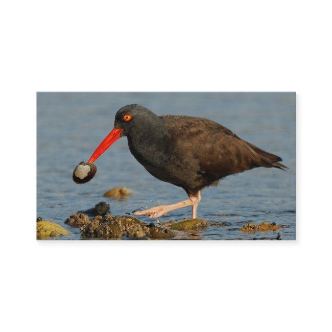 Black Oystercatcher with Clam