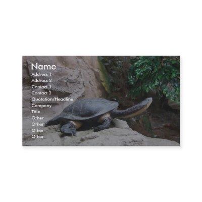 Black Turtle With Long Neck On The Rocks