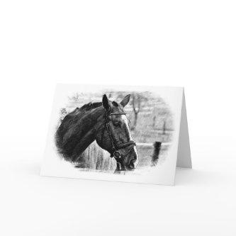 Black White Horse Sketch Card