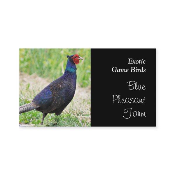 Blue pheasant game birds
