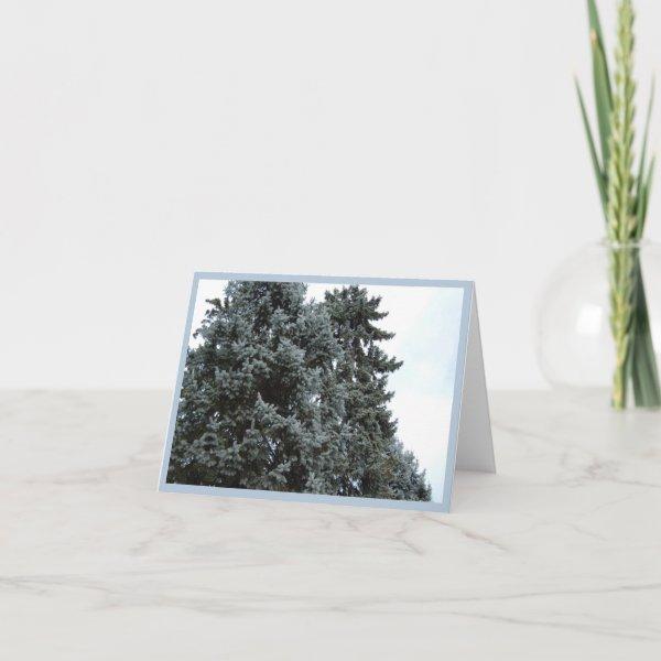 Blue Spruce Trees Holiday Note Card