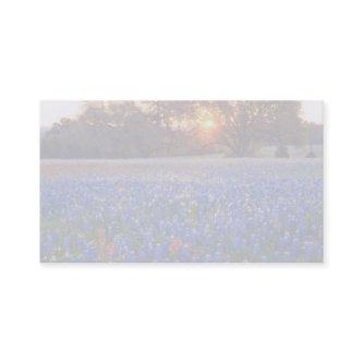 bluebonnet sunrise
