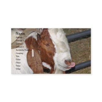 Boer Goat Billy Sticking His Tongue Out