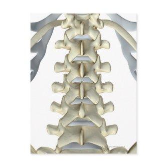 Bones of Lumbar Vertebrae Postcard