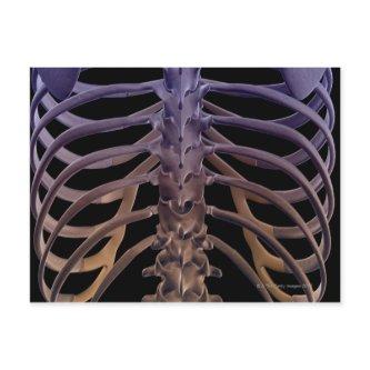 Bones of the Back Postcard