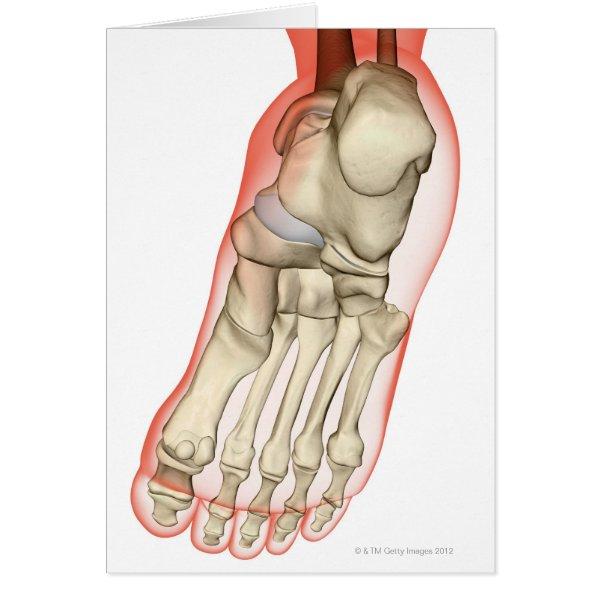 Bones of the Foot 11