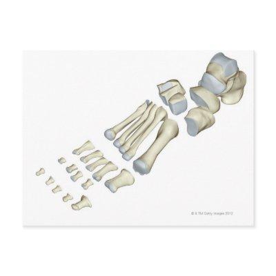 Bones of the Foot 9 Postcard