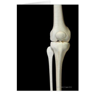 Bones of the Knee 4