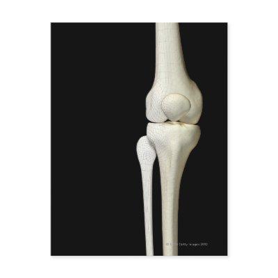 Bones of the Knee 4 Postcard