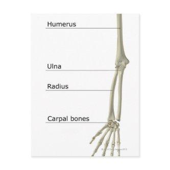 Bones of the Upper Limb Postcard