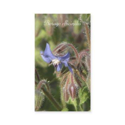 Borago officinalis blue flower close-up
