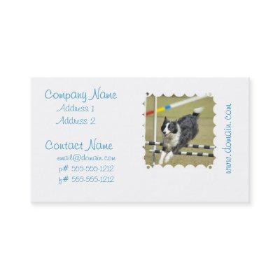 Border Collie Agility