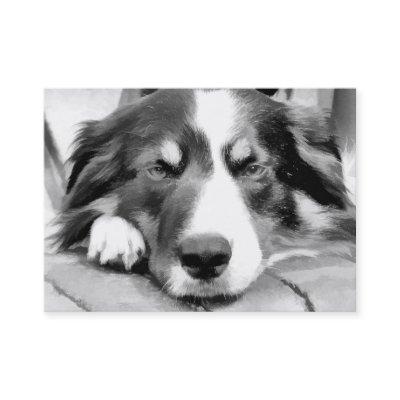 BORDER COLLIE