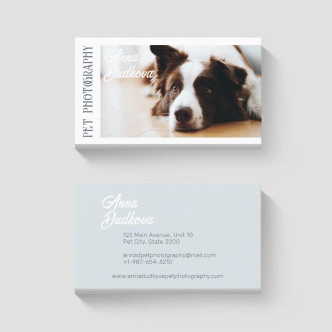 Border Collie Pet Photography