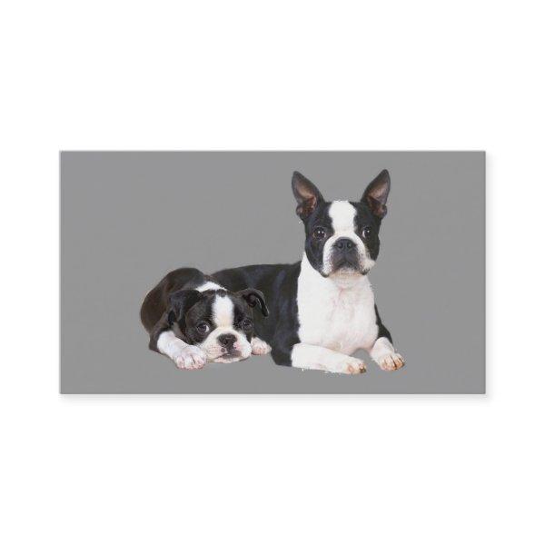 Boston Terrier Breeder