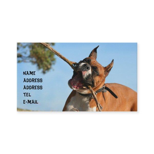 Boxer playing