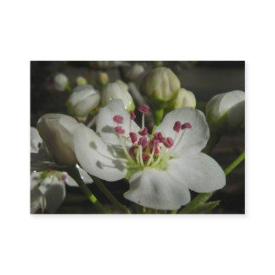 Bradford Pear Blossom ATC Photo Card