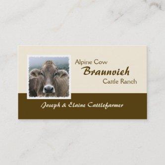 Braunvieh alpine dairy cow