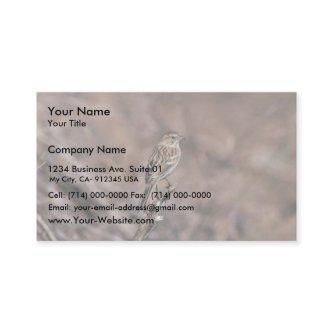 Brewer's sparrow