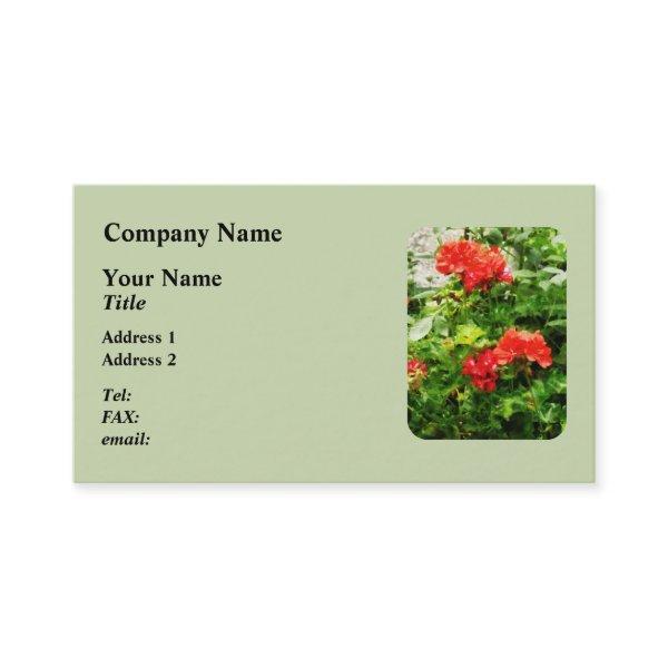 Bright Red Geraniums