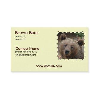 Brown Bear