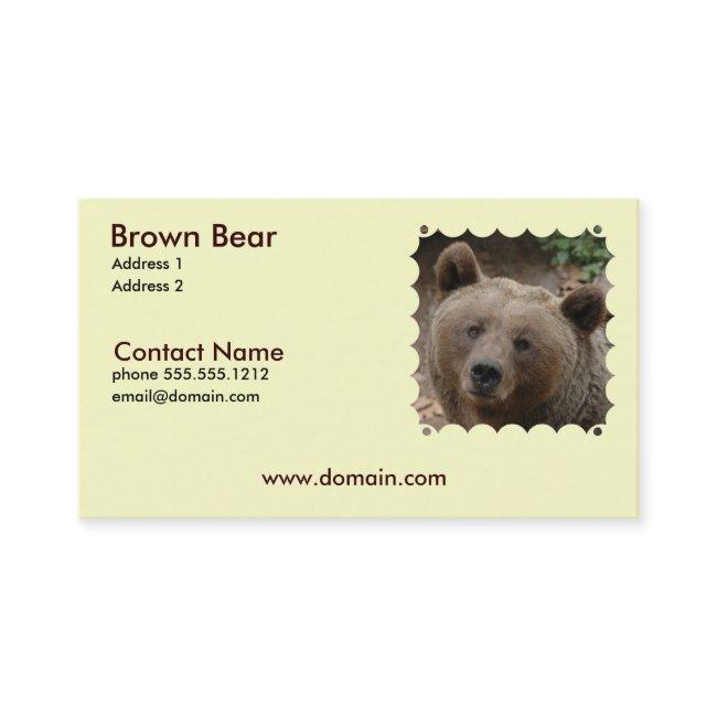 Brown Bear