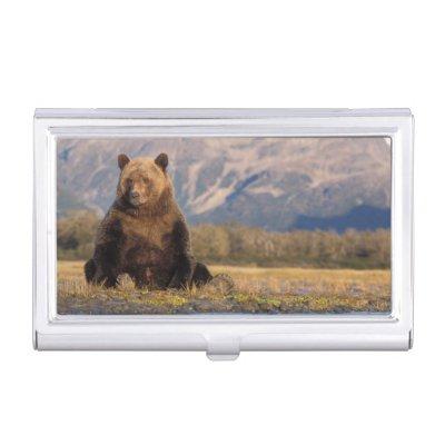 brown bear, Ursus arctos, grizzly bear, Ursus  Case