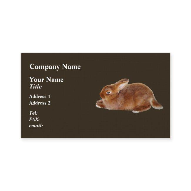 Brown Rabbit