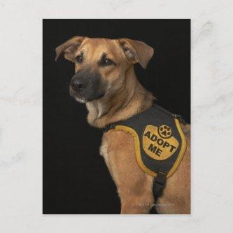 Brown rescue dog with adopt me vest postcard