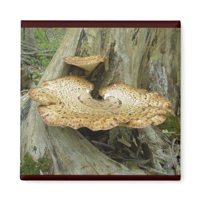 Brown Striped Shelf Fungus Coordinating Items Magnet