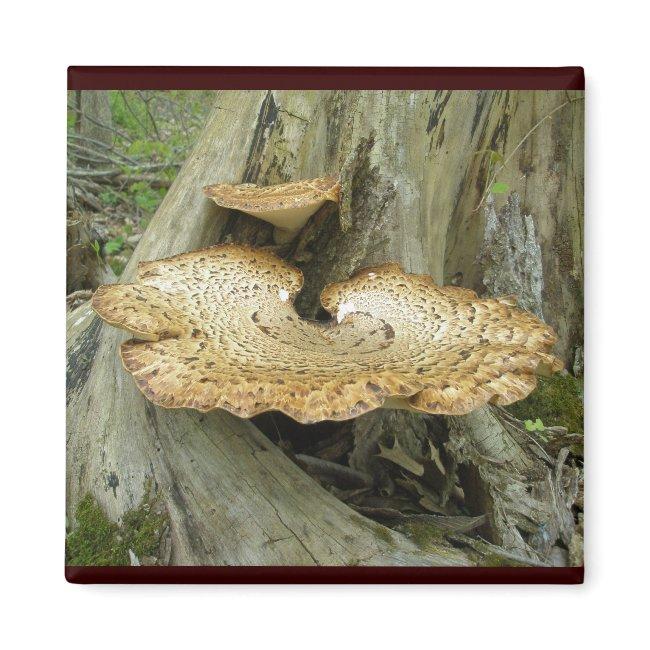 Brown Striped Shelf Fungus Coordinating Items Magnet