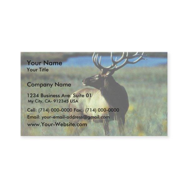 Bull elk