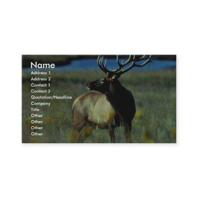 Bull elk