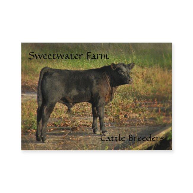 Bull or Cattle Farm Chubby