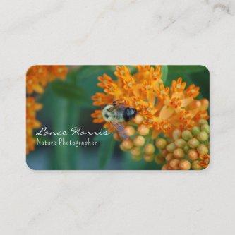 Bumblebee  (Nature) Photographer