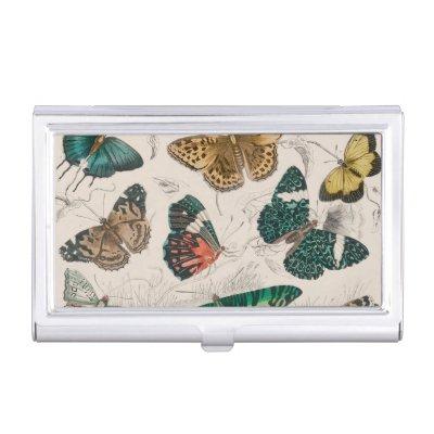 Butterfly Collection Antique Butterflies  Case